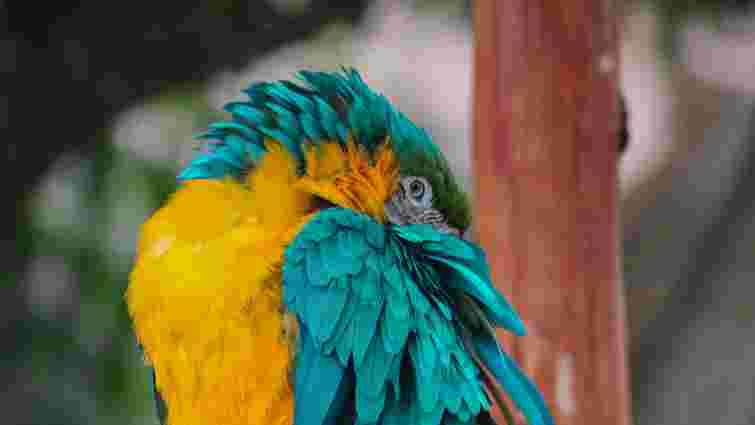 Як правильно купати папугу і навіщо це робити взагалі: поради з догляду