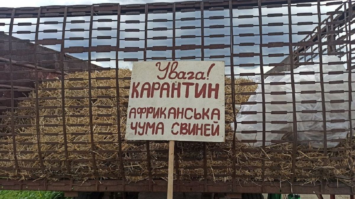Поблизу Львова запровадили карантин через спалах африканської чуми свиней