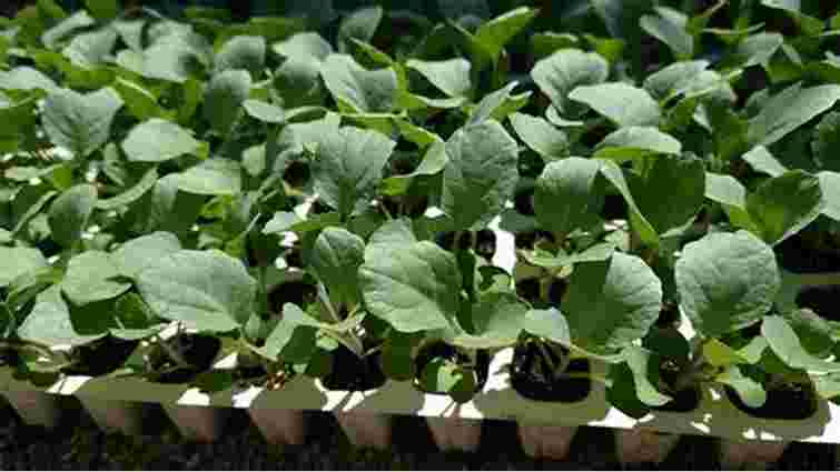 Як посадити ранні кабачки, щоб швидко росли і не хворіли: дієві поради 