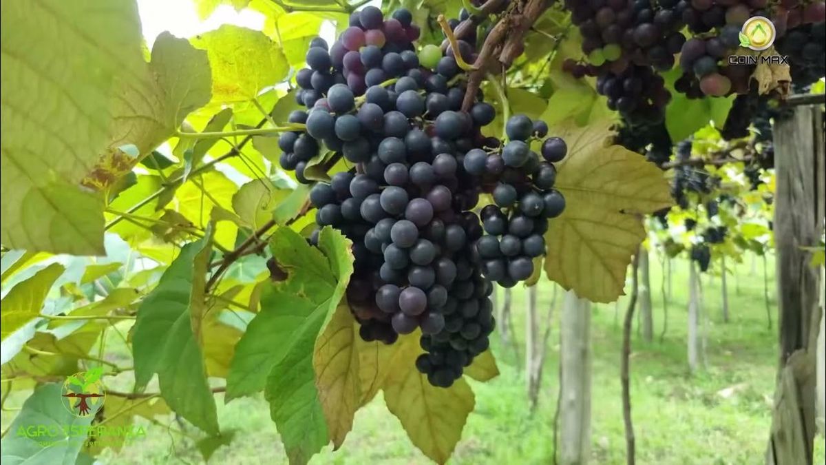 Як успішно посадити виноград у березні: особливості весняної посадки 