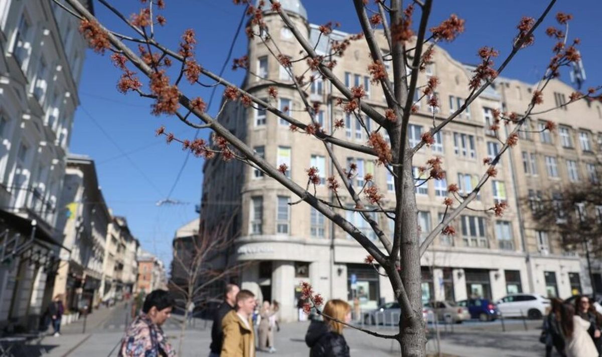 У Львові висадять понад 500 дерев та кущів коштом мешканців
