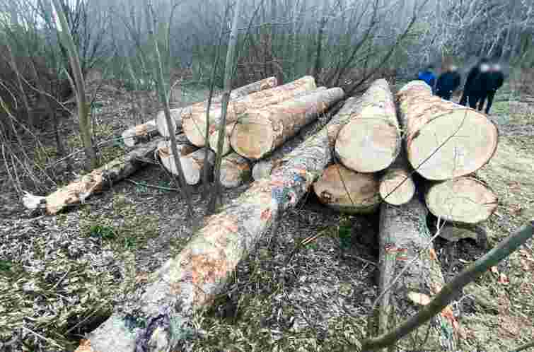 28-річний буковинець незаконно вирубав ялини і ялиці на понад 21 млн грн
