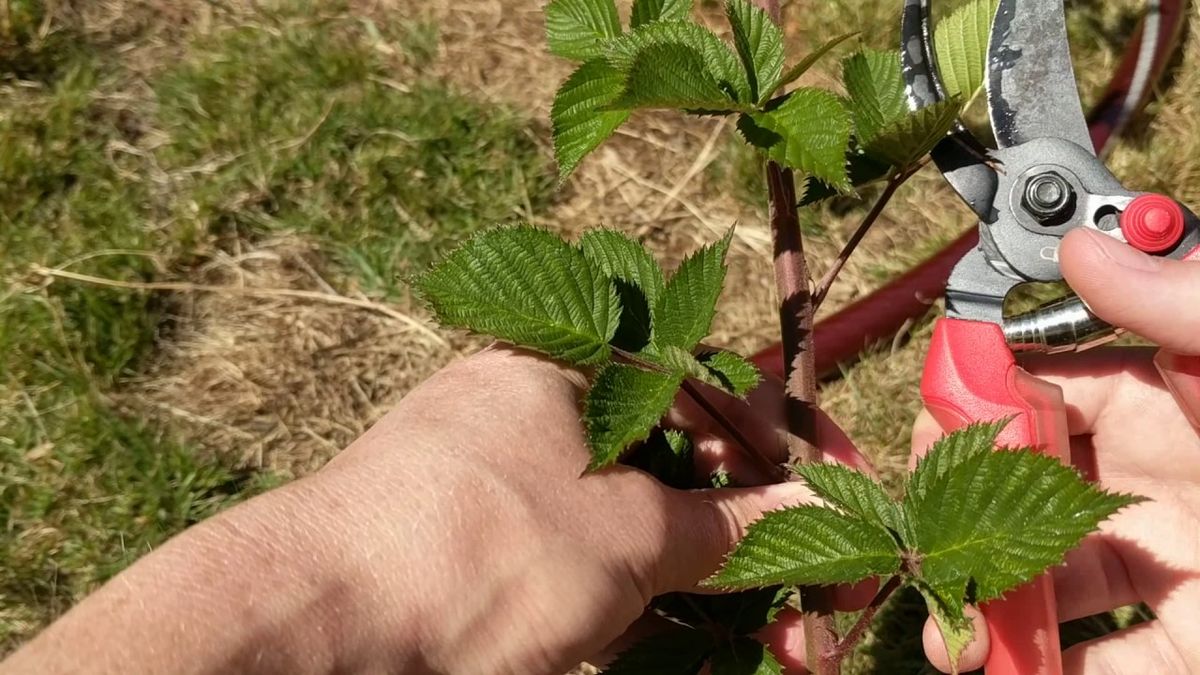 Як і коли обрізати малину навесні: не допустіть цих помилок