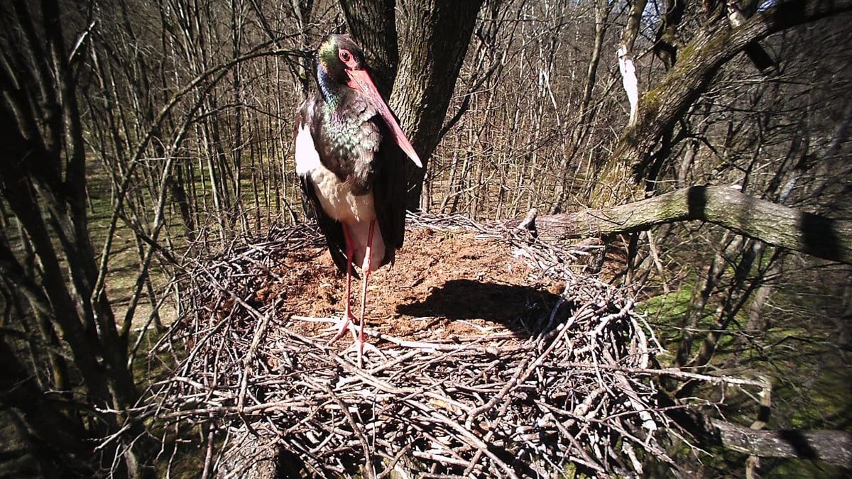 У нацпарку Львівщини створили охоронну зону для захисту чорного лелеки