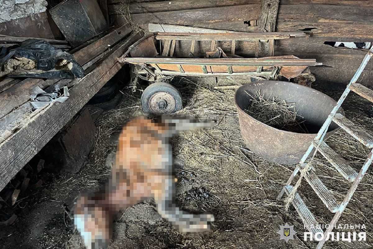 У Старокостянтинові в домогосподарстві виявили трупи замордованих коней
