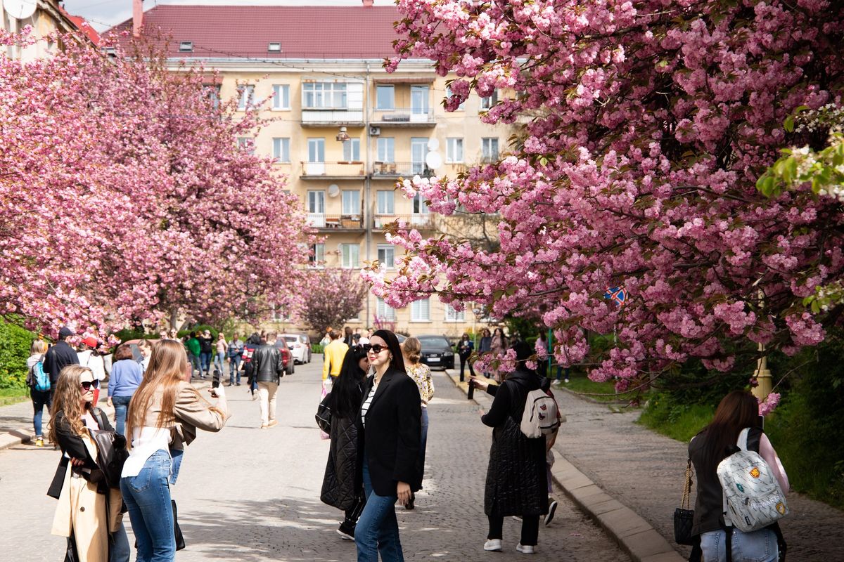 У центрі Ужгорода на час цвітіння сакур перекриватимуть рух транспорту