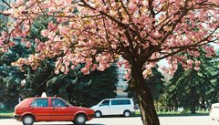 Майже весна: три фільми, де все довкола квітне