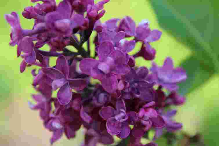 Як правильно доглядати за бузком навесні: корисні поради 