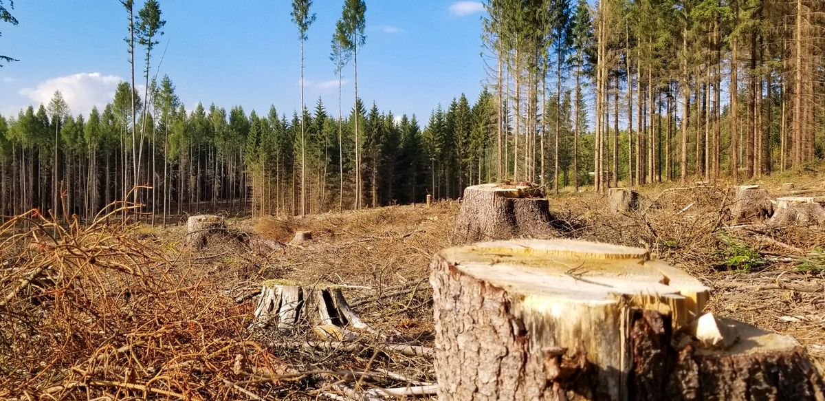 На Прикарпатті посадовець лісгоспу допустив незаконну вирубку дерев на 3 млн грн