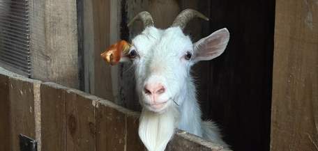 «Бачимо жахливу тенденцію жорстокого поводження з тваринами»