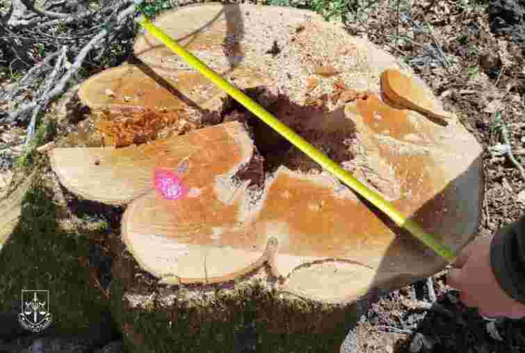 За вирубку 200-річних дерев біля полонини Руна лісникам загрожує до 5 років ув’язнення