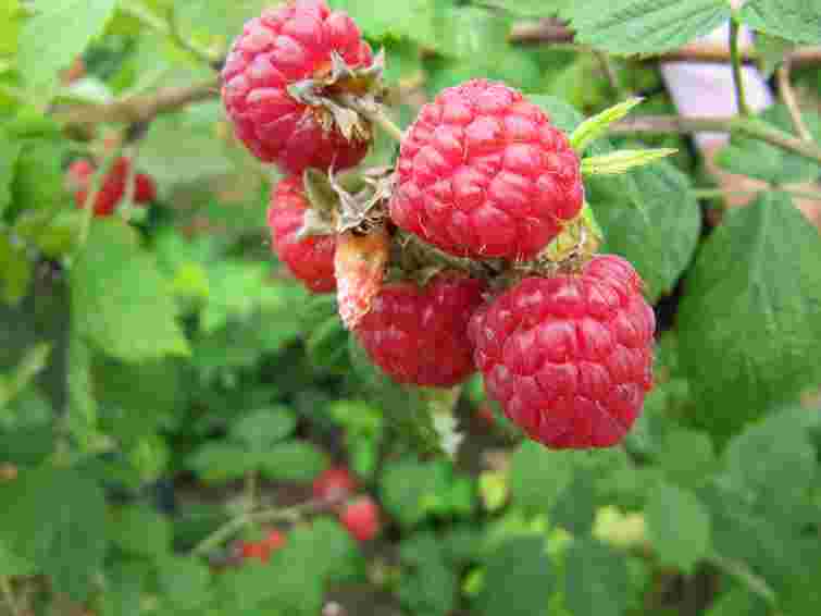 Завдання – врятувати урожай: чому сохнуть кущі малини і як з цим боротися