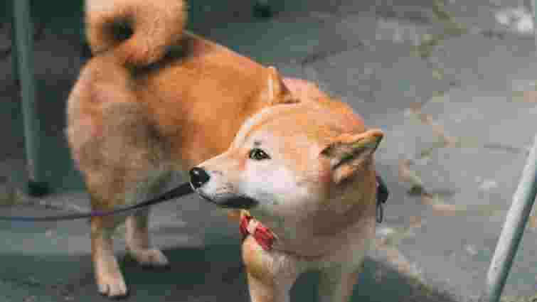 Чому собаки люблять ганятися за своїм хвостом: пояснення ветеринарів Чому собаки люблять ганятися за своїм хвостом: пояснення ветеринарів