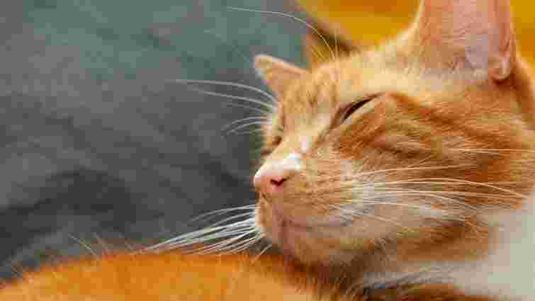 Більше, ніж просто ознака щастя: чому коти муркочуть