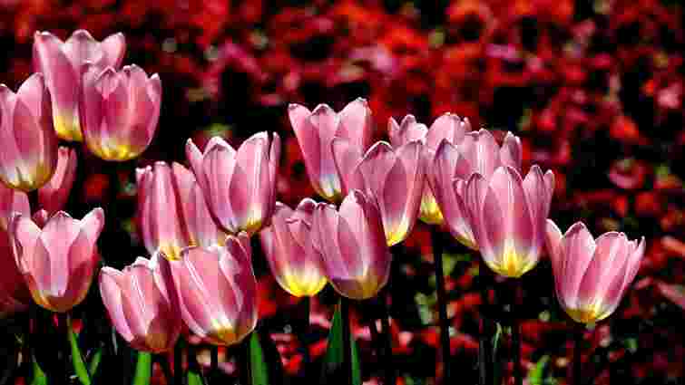 Зрізати чи залишати: що краще зробити з тюльпанами після цвітіння