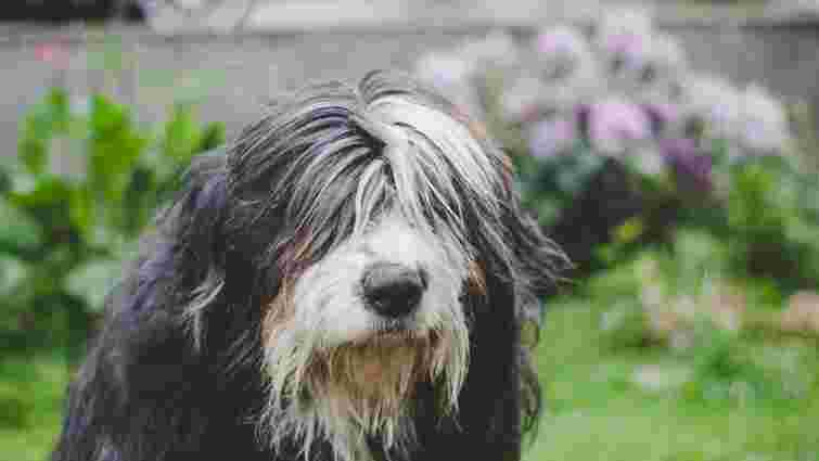 Де шукати кліщів у собаки з густою шерстю: найуразливіші місця на тілі тварини 
