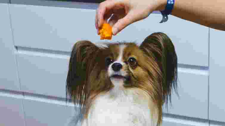 Чи можна собакам їсти кабачки чи гарбуз: що потрібно знати власнику 