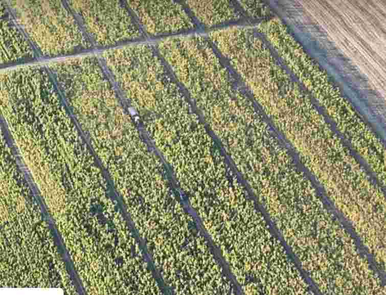 На Хмельниччині фермери нелегально вирощували тютюн на 30 га орендованих полів