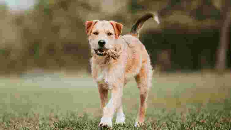 Чи можна собакам давати кістки: найпопулярніший стереотип про улюбленців