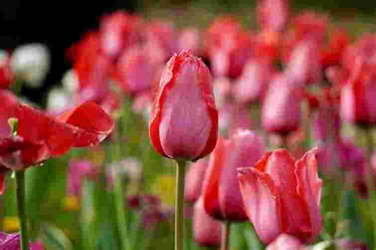 Не зрізайте тюльпани, що відцвіли: у чому небезпека та як правильно їх доглядати
