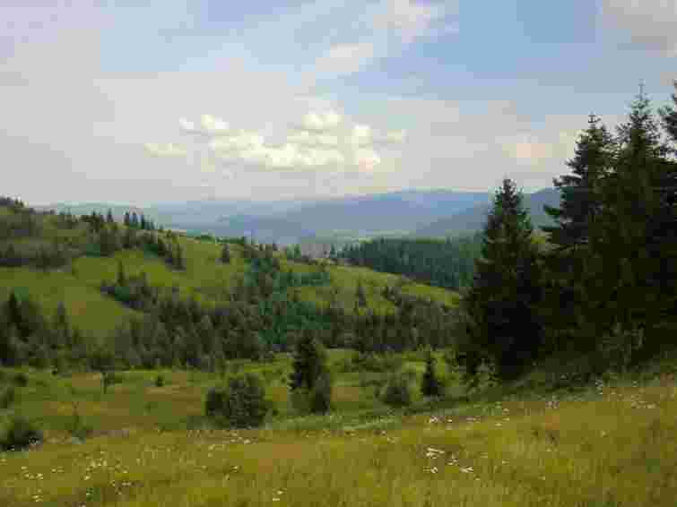 Прикарпатцю загрожує сім років ув’язнення за вирубку ялин у національному парку