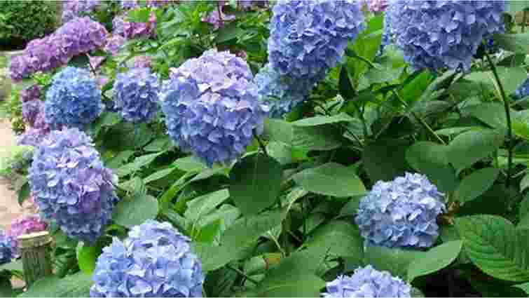 Гортензії в зоні ризику: поруч з якими рослинами їх не можна садити ніколи