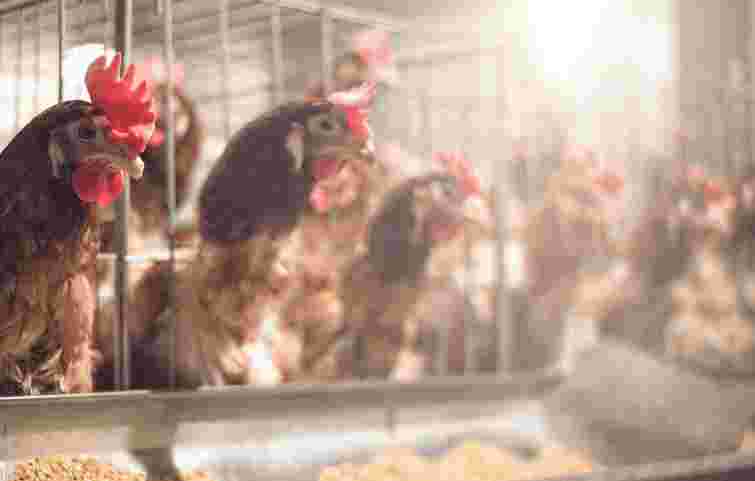 Виробник олії «Майола» побудує велику птахофабрику на Львівщині