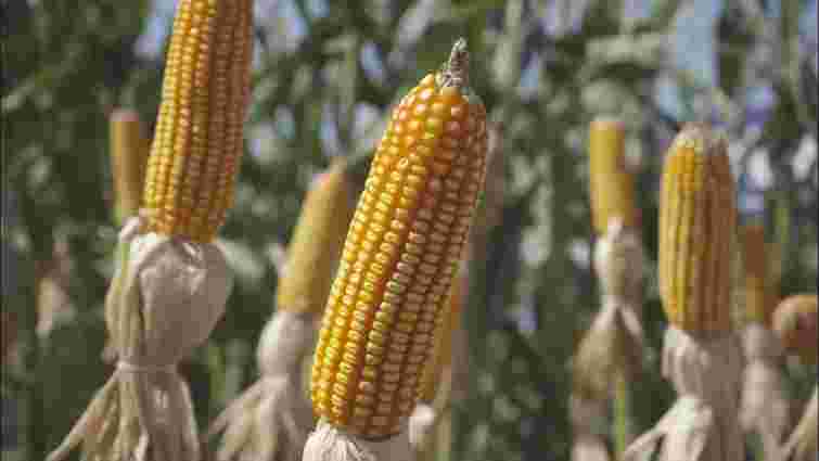 Коли садити кукурудзу у 2025 році: усе про вибір сорту, терміни посадки й умови