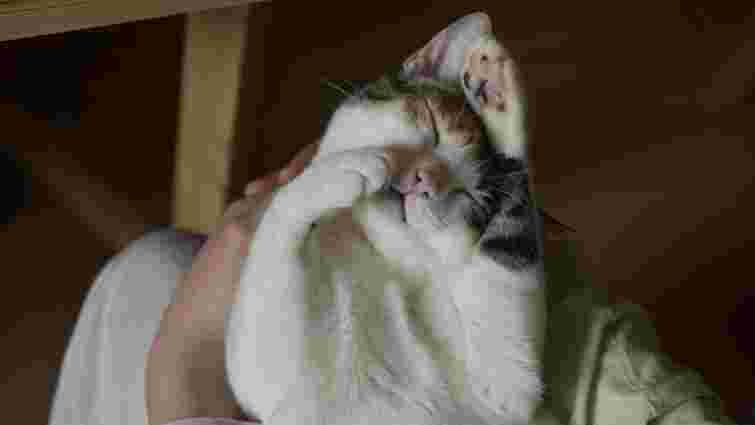 Відповідь не завжди очевидна: чому кішка торкається лапами обличчя господаря