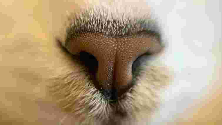 Чому у кота може бути сухий ніс і коли варто звертатися до ветеринара