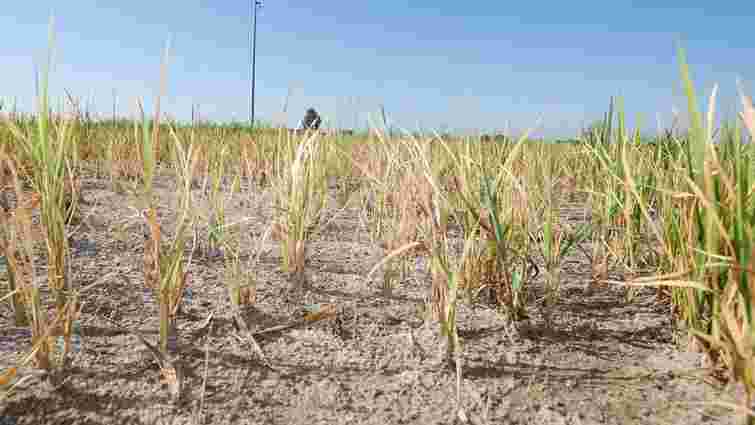 Часник почав жовтіти: що зробити, щоб врятувати урожай