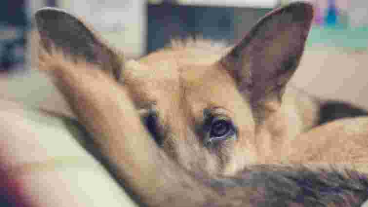 Чому у собаки лисіє хвіст: можливі причини випадіння шерсті 