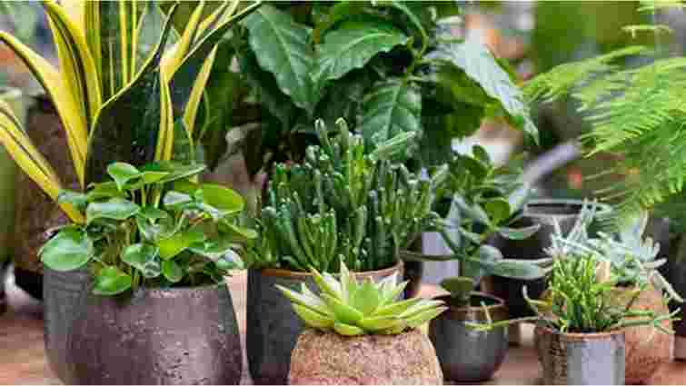 Які кімнатні рослини винести на вулицю і коли це можна зробити: перелік квітів