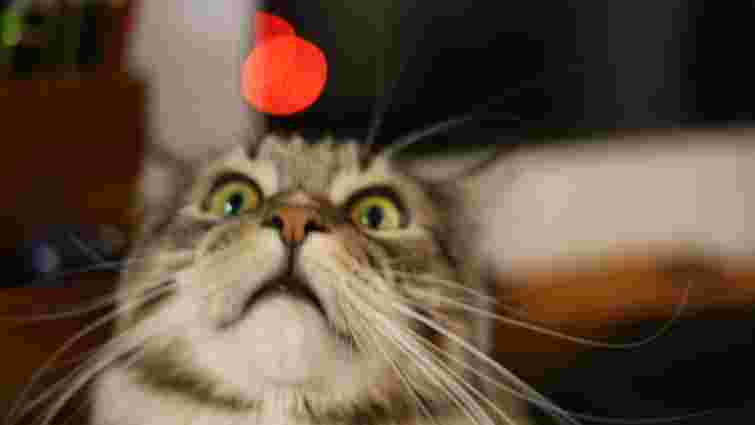 Чи можна гратися з котами лазерною указкою: пояснення ветеринарів вас здивує