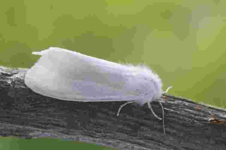 У Луцькому районі оголосили карантин через американського білого метелика