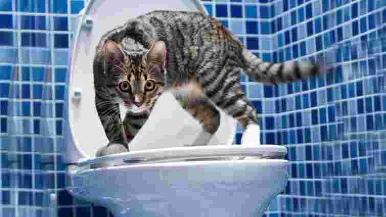 Як відучити кота пити з унітаза: прості поради для власників