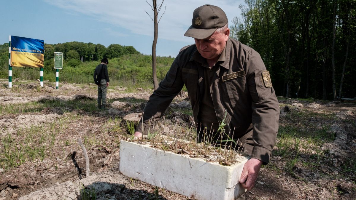 У Львівській області висадили 38 тисяч саджанців дерев