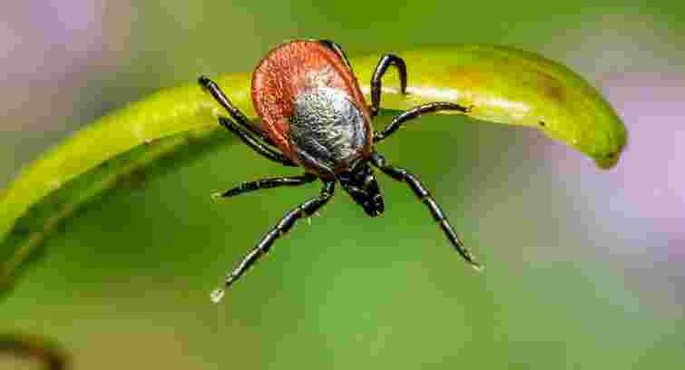 У дев'ятьох мешканців Львівщини через укуси кліщів у квітні діагностували хворобу Лайма