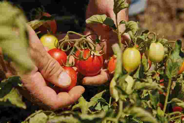 Чому томати краще садити лежачи: поради для доброго врожаю

