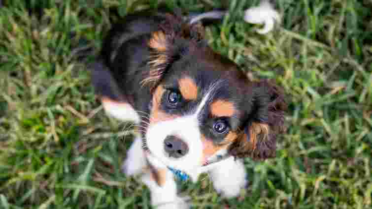 Чому собака нахиляє голову, коли ви з нею розмовляєте: неочікувана відповідь
