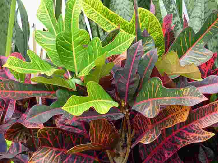 Листя кротона жовтіє і опадає: у чому причина і як врятувати рослину