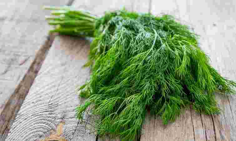 5 місць, де кріп не зійде ніколи: поширені помилки при посіві