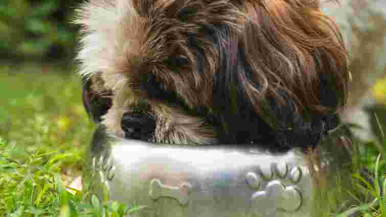 Небезпечні наслідки: як часто слід мити миску свого собаки