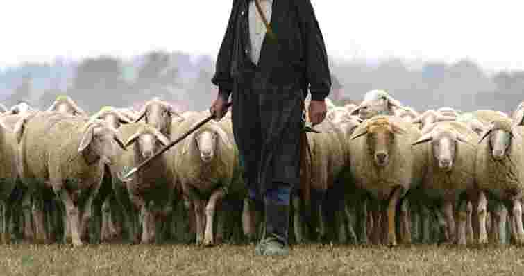 Прикарпатець рік тримав у рабстві пастуха із Київської області