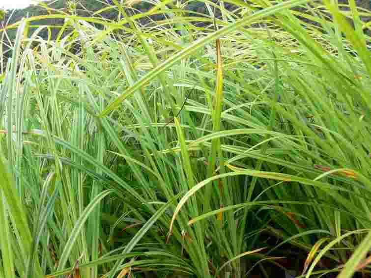 Один з найагресивніших бурʼянів: як ефективно вивести пирій з городу