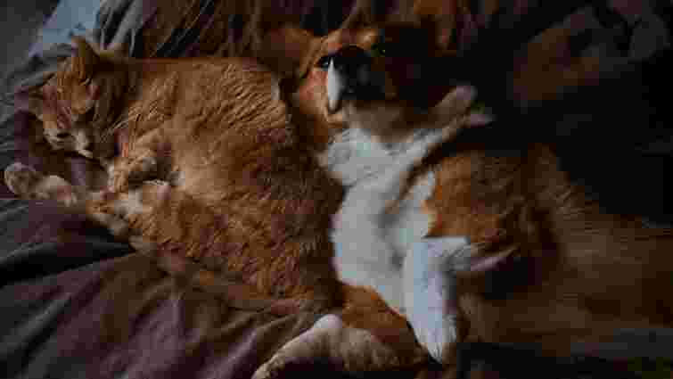 Як прибрати з квартири неприємний запах від домашніх тварин: перевірені способи