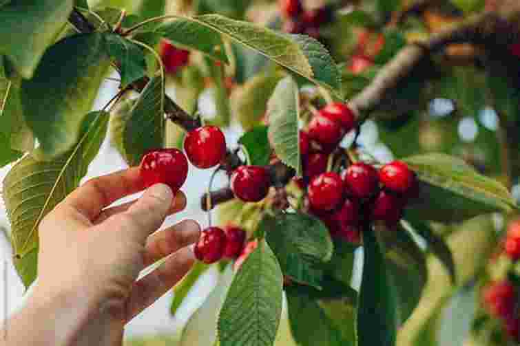 Чим підживити вишню у травні: поради для дорослих та молодих дерев