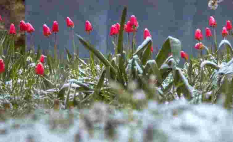 Синоптики попередили про сильні заморозки на Львівщині