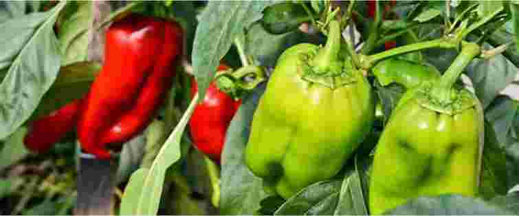 Хорошого врожаю не отримаєте: з якими овочами поруч не можна садити перець