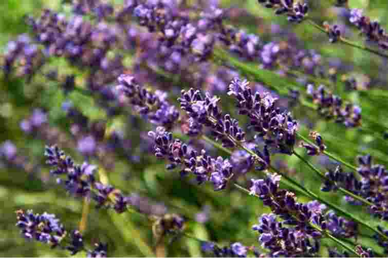 Як змусити лаванду цвісти пишно: поради, які змінять вигляд вашої клумби

